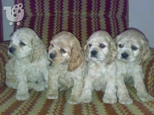 Αμερικανικος Κόκερ Σπάνιελ 350 euro